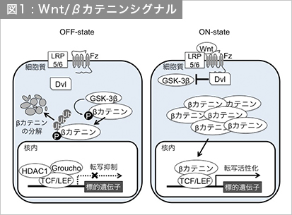 図1 : Wnt/βカテニンシグナル