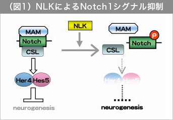 図1 : NLKによるNotch1シグナル抑制
